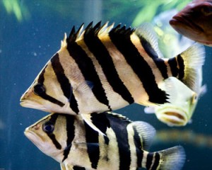 IndonesianTigerfish4