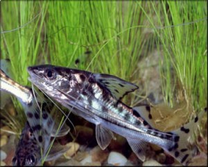 catfish_pictus