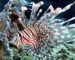 Volitan-Lionfish