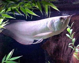 Silver Arowana