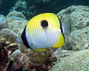 teardropButterflyfish