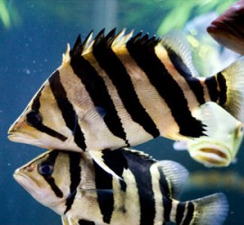 IndonesianTigerfish4